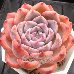 Real & Unique | Echeveria 'Istria'