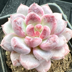 Real & Unique | Echeveria 'Pink Jenny'