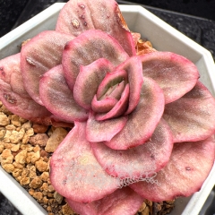 Real & Unique | Echeveria 'Ice Rose' variegata