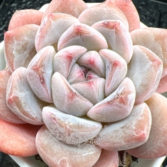 Real & Unique | Echeveria 'Exquisite Ice'