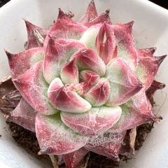 Real & Unique | Echeveria 'Bish'