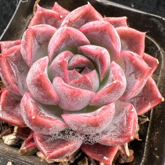 Real & Unique | Echeveria 'Purple peacock'