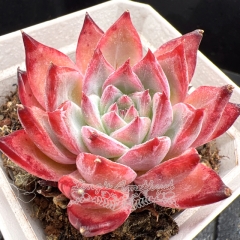 Real & Unique | Echeveria 'Latam'