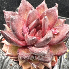 Real & Unique | Echeveria 'Black Angel'