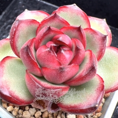 Real & Unique | Echeveria 'Montblanc'