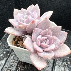 Real & Unique | Echeveria 'Gorgeous snow'