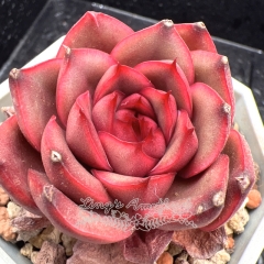 Real & Unique | Echeveria 'Peach Blossom'