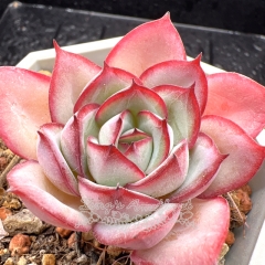 Real & Unique | Echeveria 'Peony Pavilion'