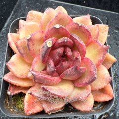 Real & Unique | Echeveria 'Chocolate Cream'