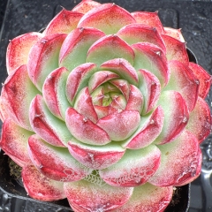 Real & Unique | Echeveria 'Nightingale'