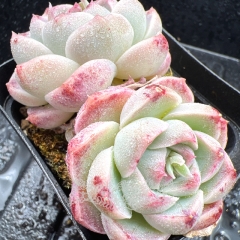 Real & Unique | Echeveria 'Clear Sky'