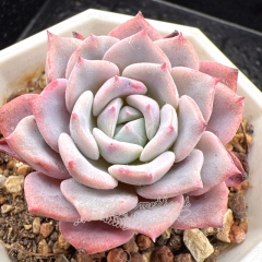 Real & Unique | Echeveria 'Neon dresses'