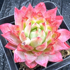 Real & Unique | Echeveria 'Crown Princess'