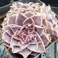 Real & Unique | Echeveria 'Labyrinth Butterfly'