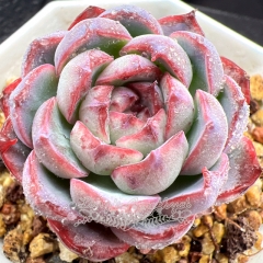 Real & Unique | Echeveria 'Ocean Dew'