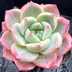 Real & Unique | Echeveria 'Apple Champagne'