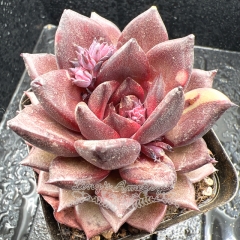 Real & Unique | Echeveria 'Black Angel'