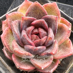 Real & Unique | Echeveria 'Tango'