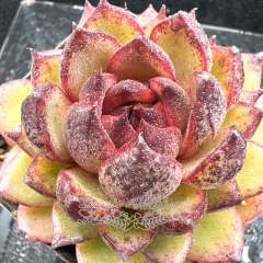 Real & Unique | Echeveria 'Agate'