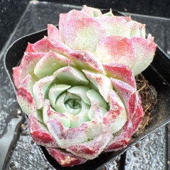 Real & Unique | Echeveria 'Moon Shadow Rose' (Qin Xin)