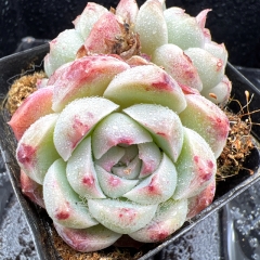 Real & Unique | Echeveria 'Clear Sky'