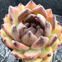 Real & Unique | Echeveria 'Basanite'