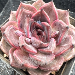 Real & Unique | Echeveria 'Black Jasmine'