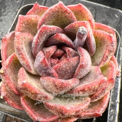 Real & Unique | Echeveria 'Tango'