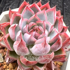 Real & Unique | Echeveria 'Purple Frost'