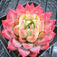 Real & Unique | Echeveria 'Crown Princess'