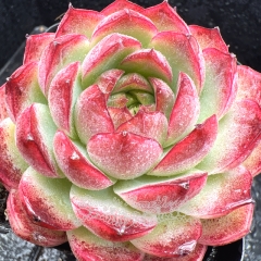 Real & Unique | Echeveria 'Nightingale'