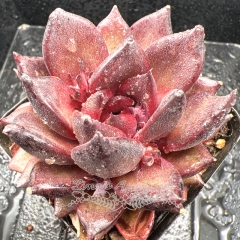 Real & Unique | Echeveria 'Black Angel'