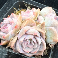 Real & Unique | Echeveria 'Milk Candy'