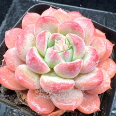 Real & Unique | Echeveria 'Beauty Makeup'