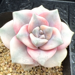 Real & Unique | Graptopetalum 'Purple Delight' variegata