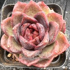 Real & Unique | Echeveria 'Tango'