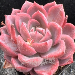 Real & Unique | Echeveria 'Lotus Fairy'