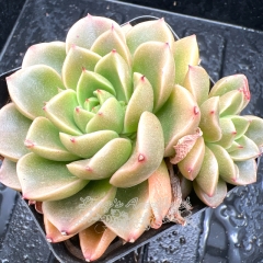 Real & Unique | Echeveria 'Green tea'