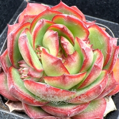 Real & Unique | Echeveria 'Wintersweet'