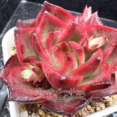 Real & Unique | Echeveria 'Vermilion'