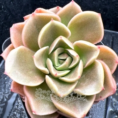 Real & Unique | Echeveria 'Green tea'