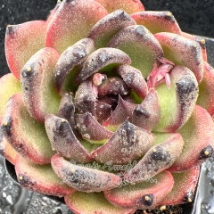 Real & Unique | Echeveria 'Basanite'