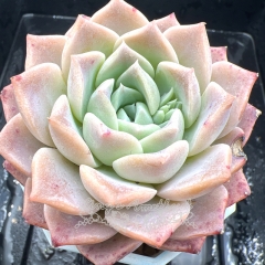 Real & Unique | Echeveria 'Snow Velvet'