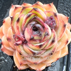 Real & Unique | Echeveria Onslow sp