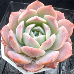 Real & Unique | Echeveria 'Snow Velvet'