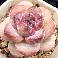 Real & Unique | Echeveria 'Star Snow'