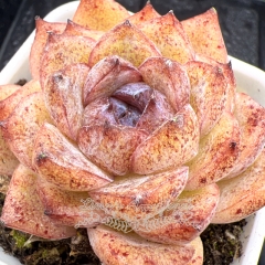 Real & Unique | Echeveria 'Lilac'