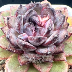 Real & Unique | Echeveria 'Purple Memories'