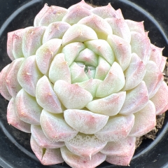 Real & Unique | Echeveria 'Bright moonlight'