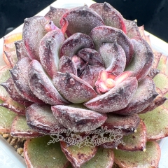 Real & Unique | Echeveria 'Purple Memories'